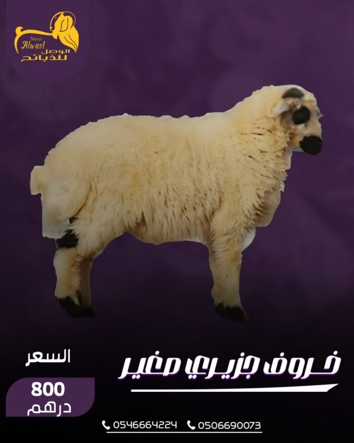خروف جزيري صغير