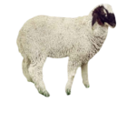 خروف كشميري