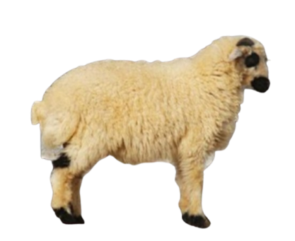 خروف جزير جذع