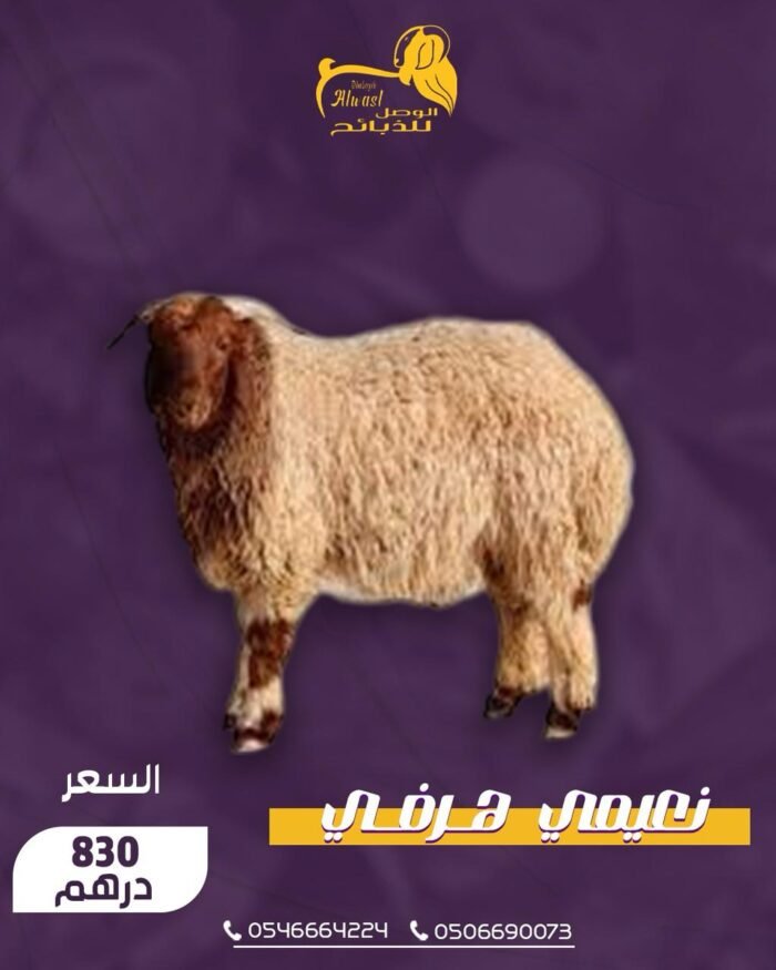 نعيمي هرفي