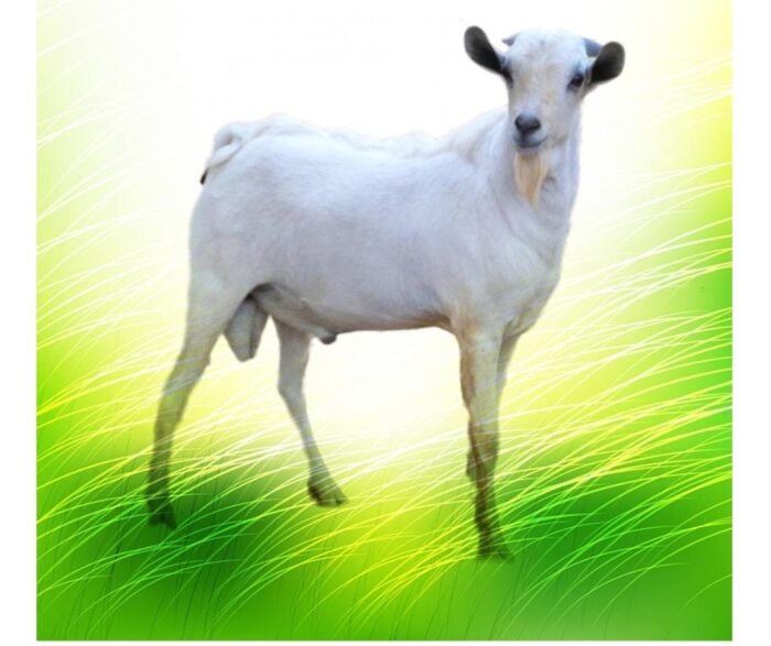 تيس صومالي