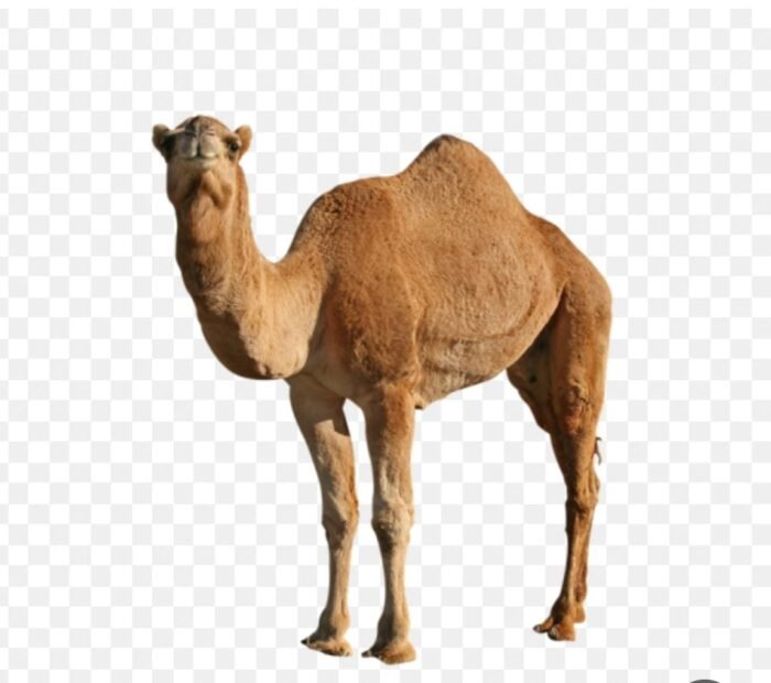 جمل محلي