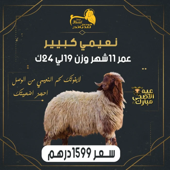 نعيمي كبير