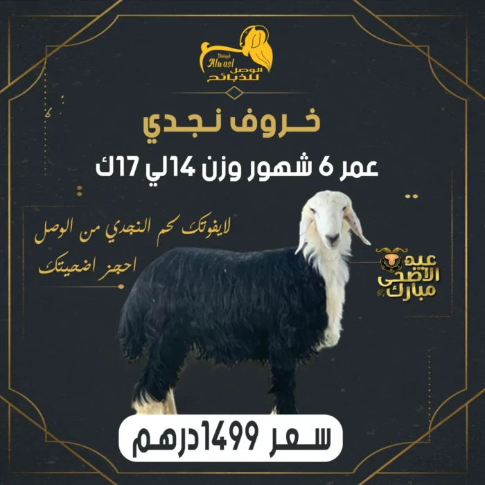 خروف نجدي