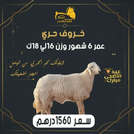 خروف حري