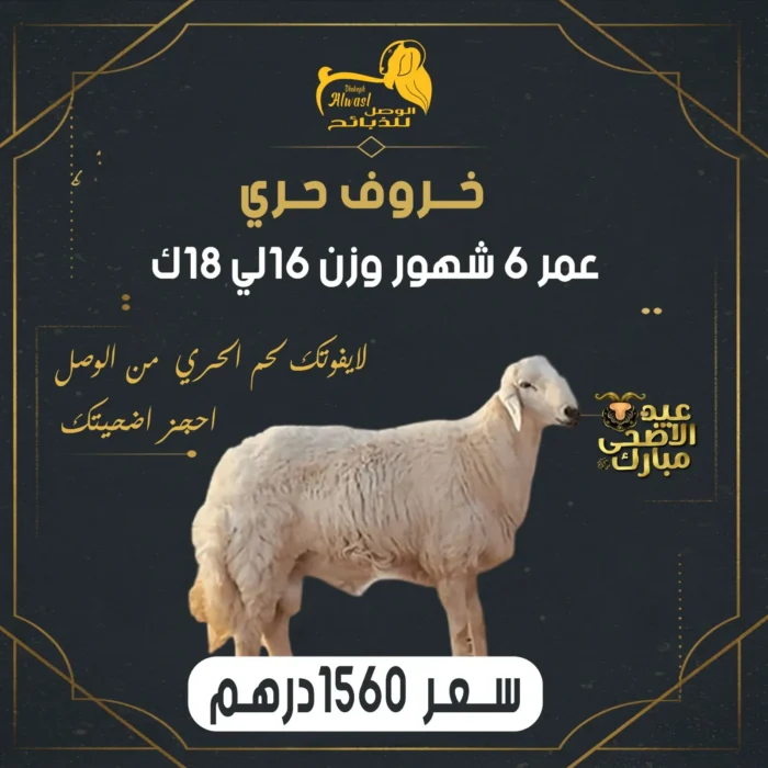 خروف حري