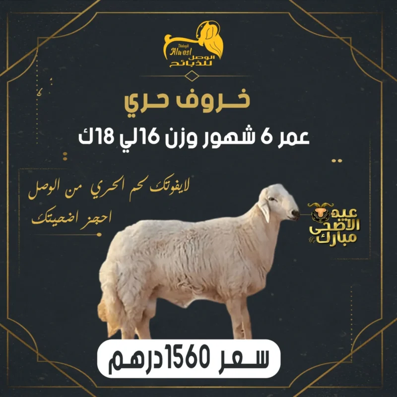 خروف حري