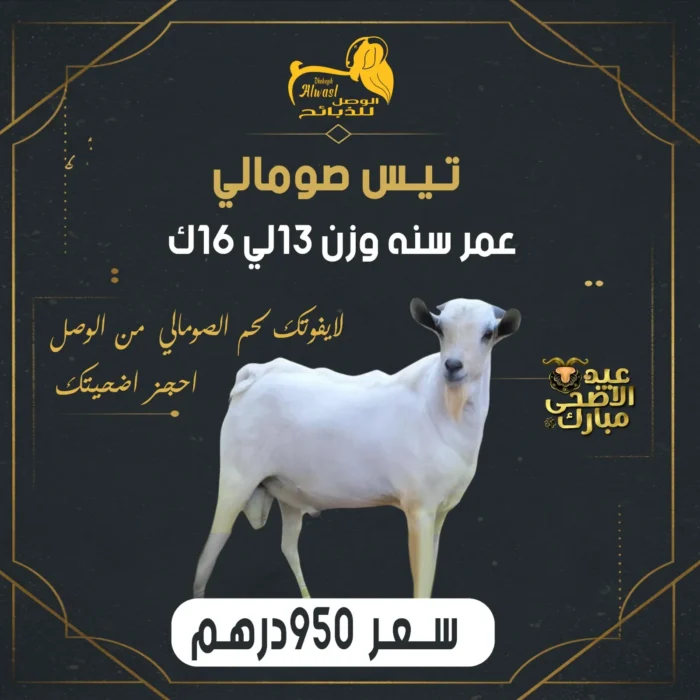 تيس صومالي