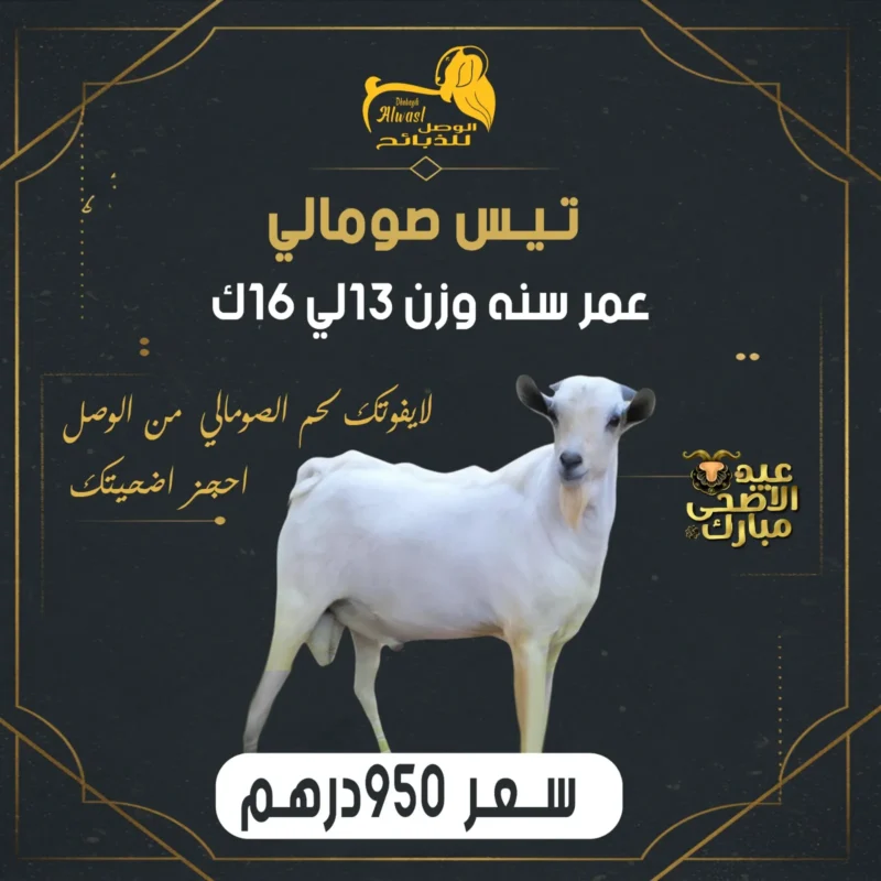 تيس صومالي