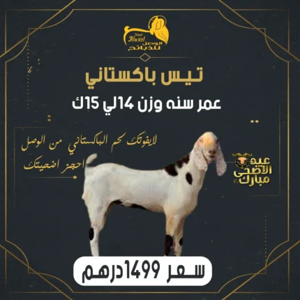 تيس باكستاني