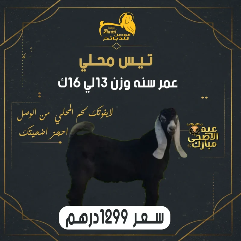 تيس محلي