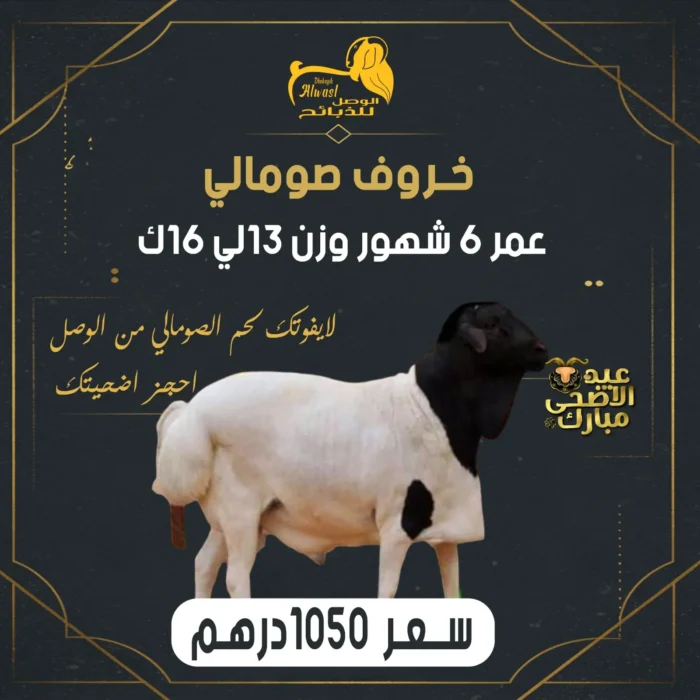 خروف صومالي