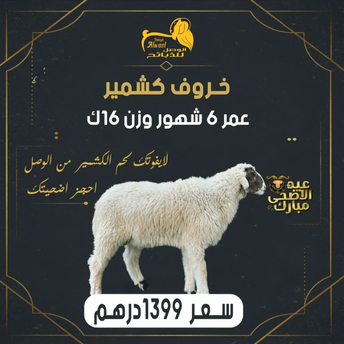 خروف كشمير