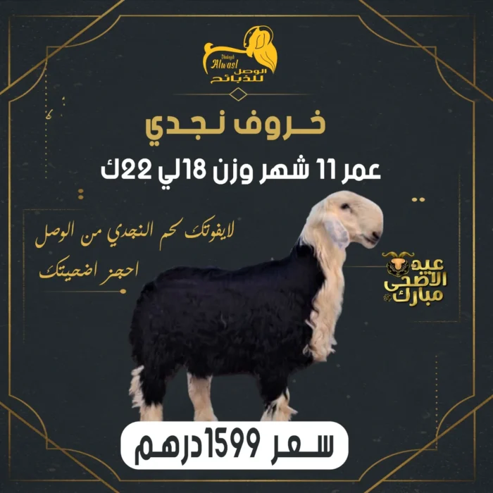 خروف نجدي