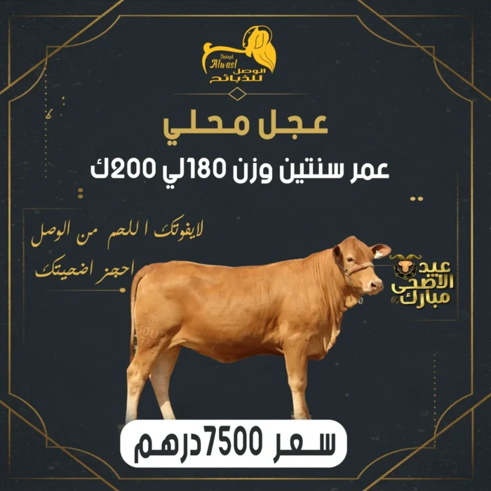 عجل محلي