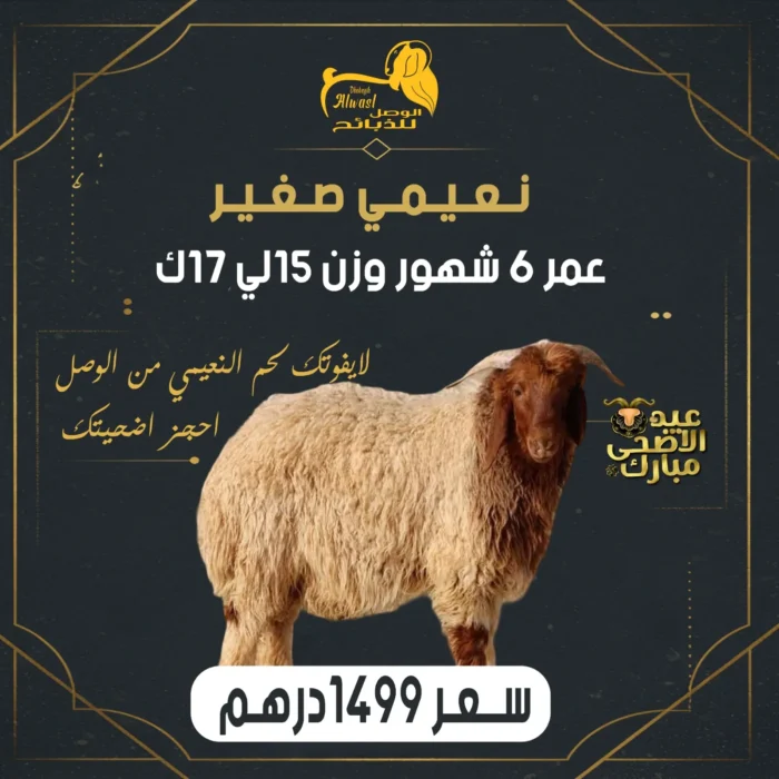 خروف نعيمي صغير