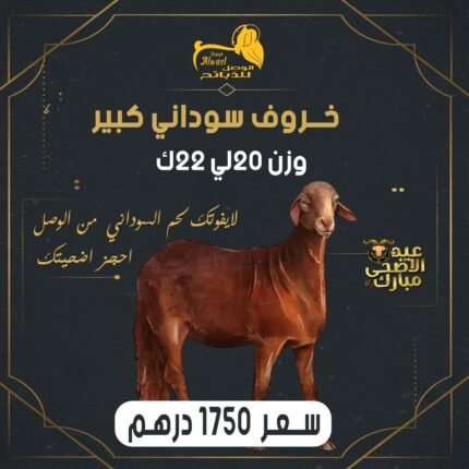 خروف سوداني صغير