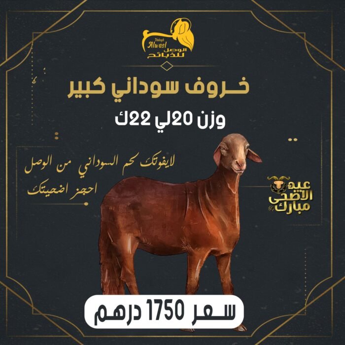 خروف سوداني صغير