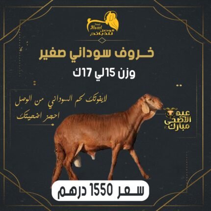 خروف سوداني صغير